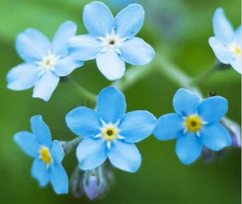 Image of Blue Forget Me Not Flowers with a green background